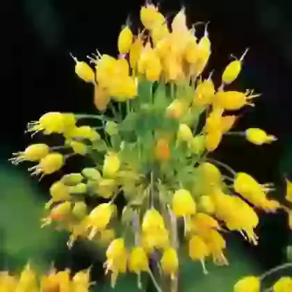 Flavum